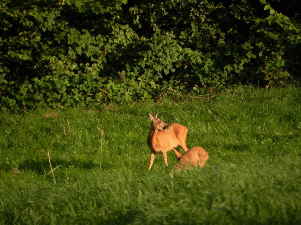 Du Cote De Chez Jeanne, Suite Verviers Exteriör bild